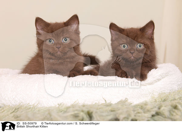 Britisch Kurzhaar Ktzchen / British Shorthair Kitten / SS-50979