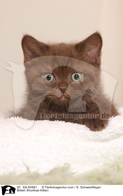 Britisch Kurzhaar Ktzchen / British Shorthair Kitten / SS-50981