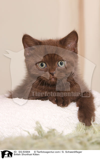 Britisch Kurzhaar Ktzchen / British Shorthair Kitten / SS-50984