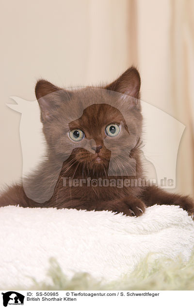 Britisch Kurzhaar Ktzchen / British Shorthair Kitten / SS-50985