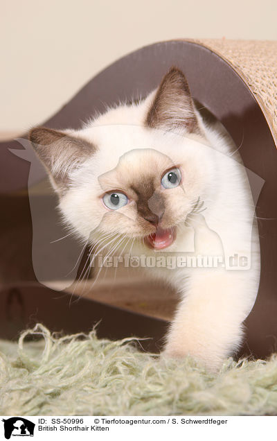 Britisch Kurzhaar Ktzchen / British Shorthair Kitten / SS-50996