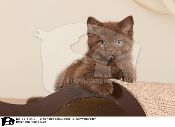 Britisch Kurzhaar Ktzchen / British Shorthair Kitten / SS-51010