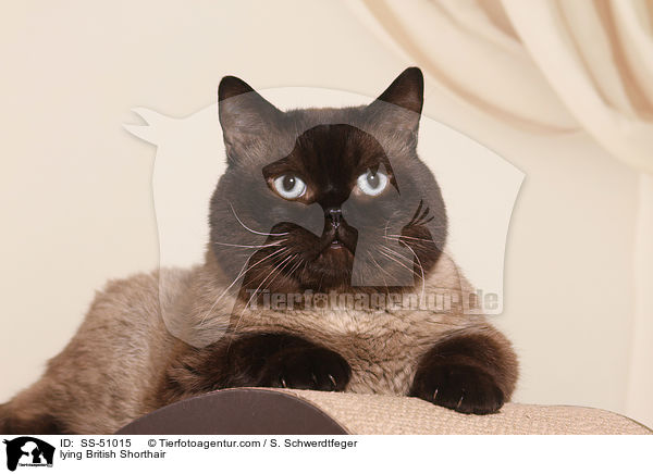 liegende Britisch Kurzhaar / lying British Shorthair / SS-51015