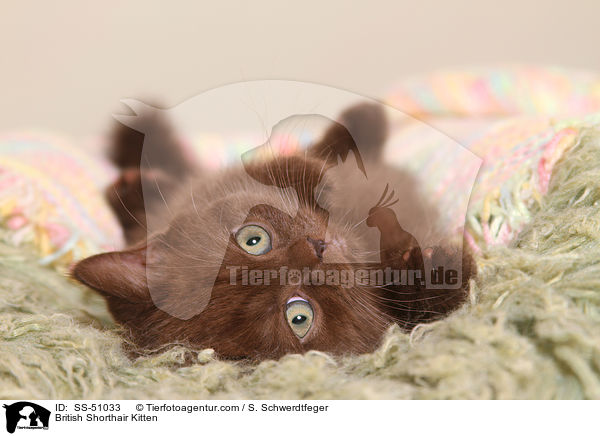 Britisch Kurzhaar Ktzchen / British Shorthair Kitten / SS-51033