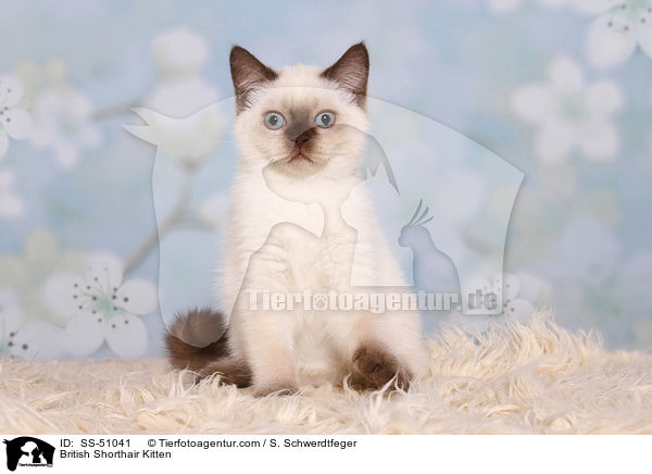 Britisch Kurzhaar Ktzchen / British Shorthair Kitten / SS-51041