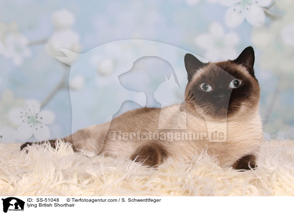 liegende Britisch Kurzhaar / lying British Shorthair / SS-51048