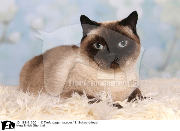 liegende Britisch Kurzhaar / lying British Shorthair / SS-51050