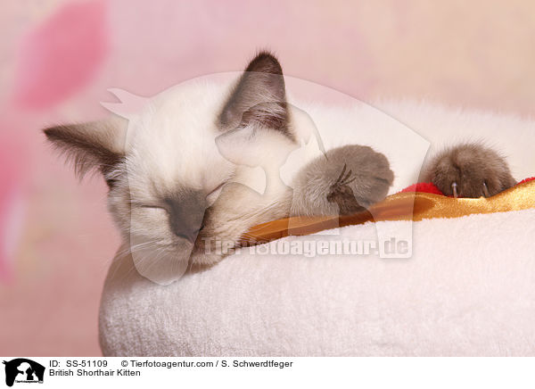 Britisch Kurzhaar Ktzchen / British Shorthair Kitten / SS-51109