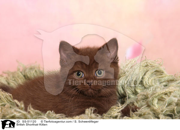 Britisch Kurzhaar Ktzchen / British Shorthair Kitten / SS-51120