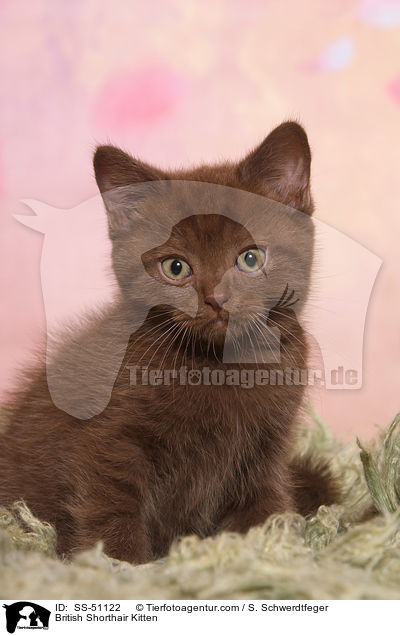 Britisch Kurzhaar Ktzchen / British Shorthair Kitten / SS-51122