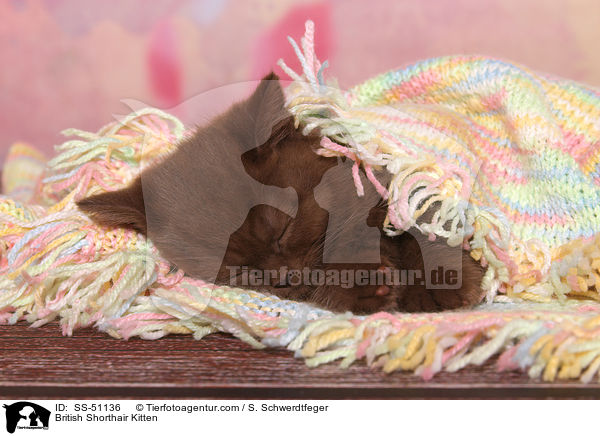 Britisch Kurzhaar Ktzchen / British Shorthair Kitten / SS-51136