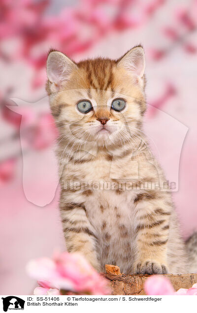 Britisch Kurzhaar Ktzchen / British Shorthair Kitten / SS-51406