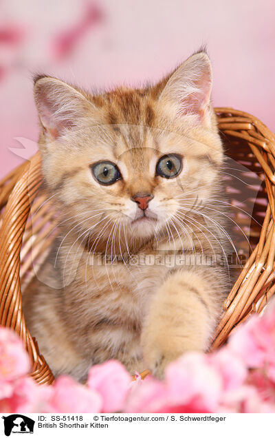 Britisch Kurzhaar Ktzchen / British Shorthair Kitten / SS-51418