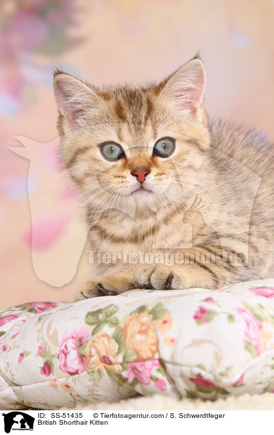 Britisch Kurzhaar Ktzchen / British Shorthair Kitten / SS-51435