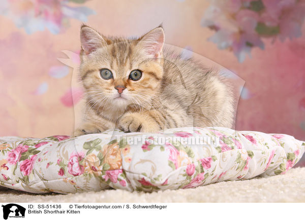 Britisch Kurzhaar Ktzchen / British Shorthair Kitten / SS-51436