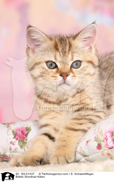 Britisch Kurzhaar Ktzchen / British Shorthair Kitten / SS-51437