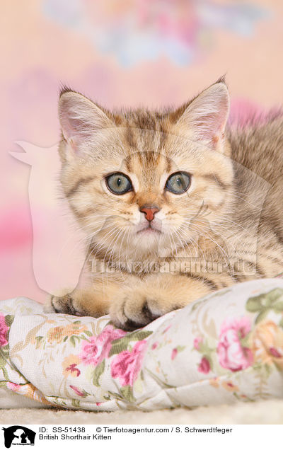 Britisch Kurzhaar Ktzchen / British Shorthair Kitten / SS-51438