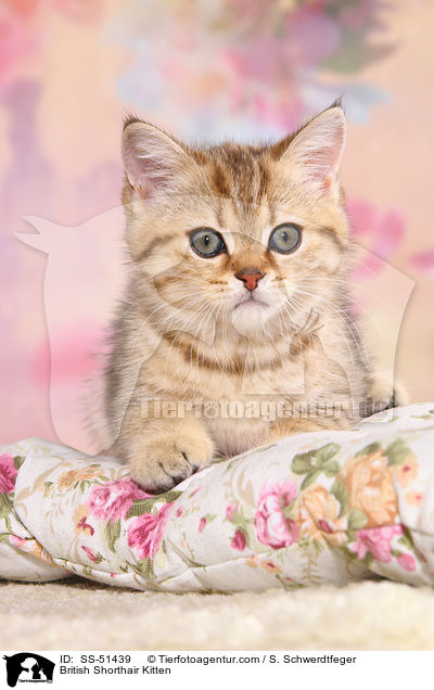 Britisch Kurzhaar Ktzchen / British Shorthair Kitten / SS-51439