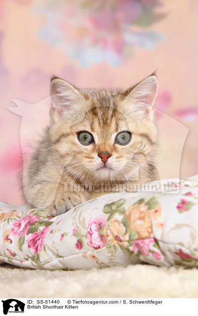 Britisch Kurzhaar Ktzchen / British Shorthair Kitten / SS-51440
