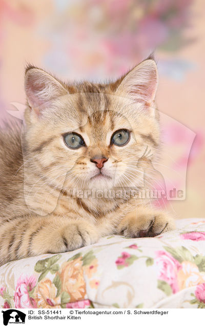 Britisch Kurzhaar Ktzchen / British Shorthair Kitten / SS-51441