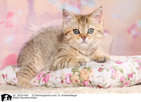 Britisch Kurzhaar Ktzchen / British Shorthair Kitten / SS-51442