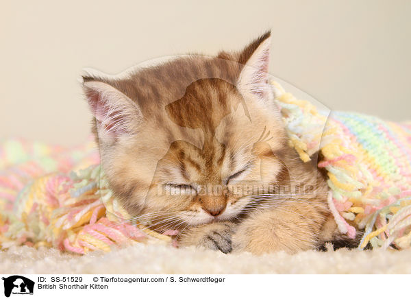 Britisch Kurzhaar Ktzchen / British Shorthair Kitten / SS-51529