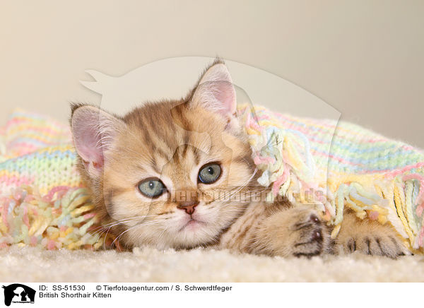 Britisch Kurzhaar Ktzchen / British Shorthair Kitten / SS-51530
