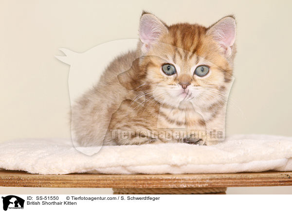 Britisch Kurzhaar Ktzchen / British Shorthair Kitten / SS-51550