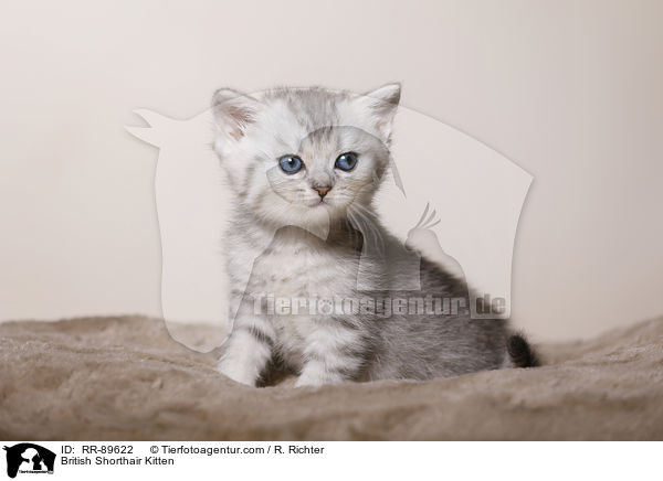 Britisch Kurzhaar Ktzchen / British Shorthair Kitten / RR-89622