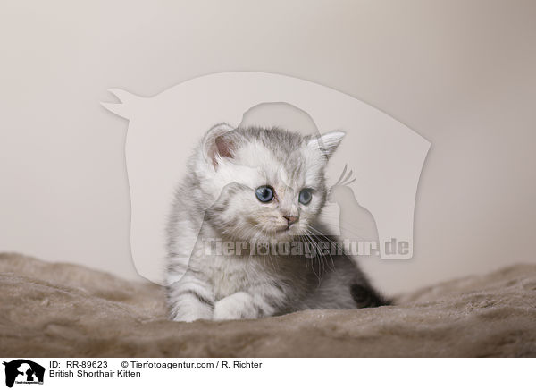 Britisch Kurzhaar Ktzchen / British Shorthair Kitten / RR-89623