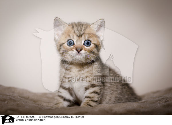 Britisch Kurzhaar Ktzchen / British Shorthair Kitten / RR-89625