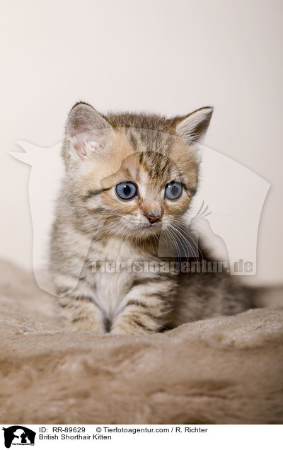 Britisch Kurzhaar Ktzchen / British Shorthair Kitten / RR-89629
