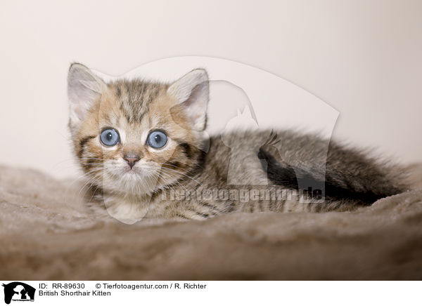 Britisch Kurzhaar Ktzchen / British Shorthair Kitten / RR-89630