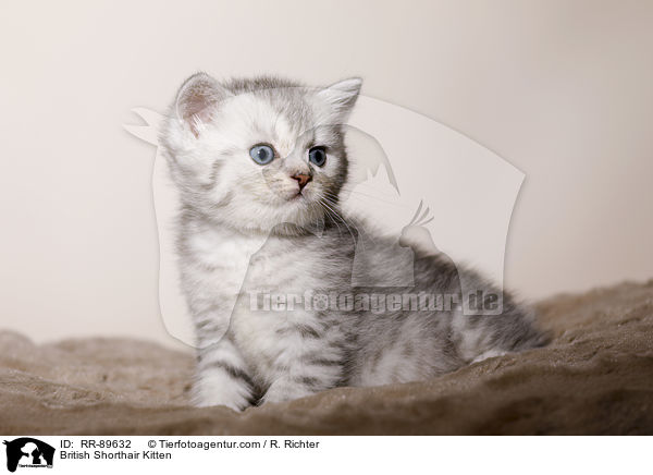 Britisch Kurzhaar Ktzchen / British Shorthair Kitten / RR-89632