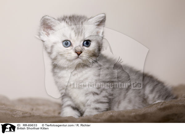 Britisch Kurzhaar Ktzchen / British Shorthair Kitten / RR-89633