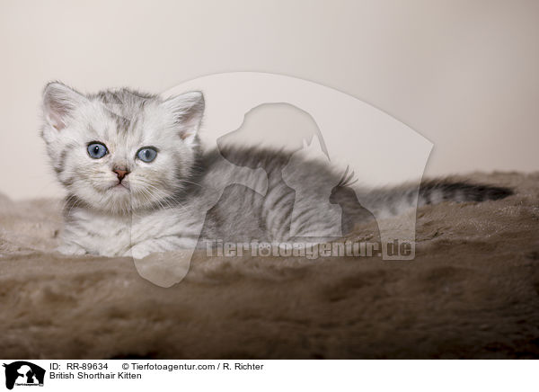 Britisch Kurzhaar Ktzchen / British Shorthair Kitten / RR-89634