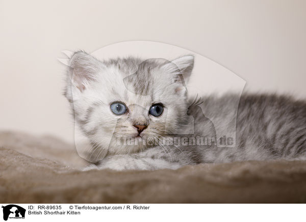 Britisch Kurzhaar Ktzchen / British Shorthair Kitten / RR-89635
