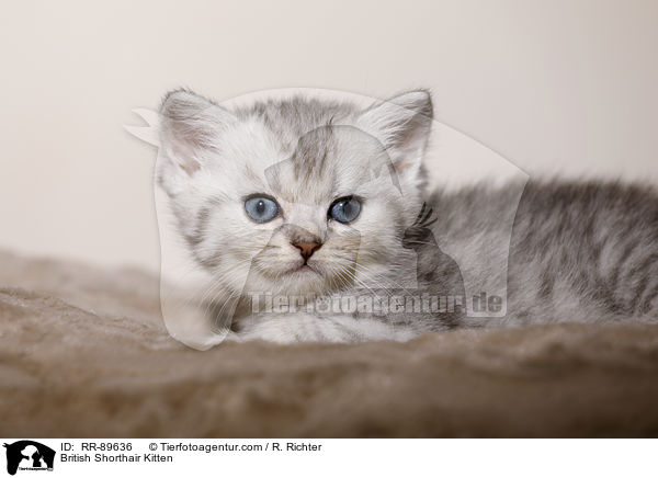 Britisch Kurzhaar Ktzchen / British Shorthair Kitten / RR-89636