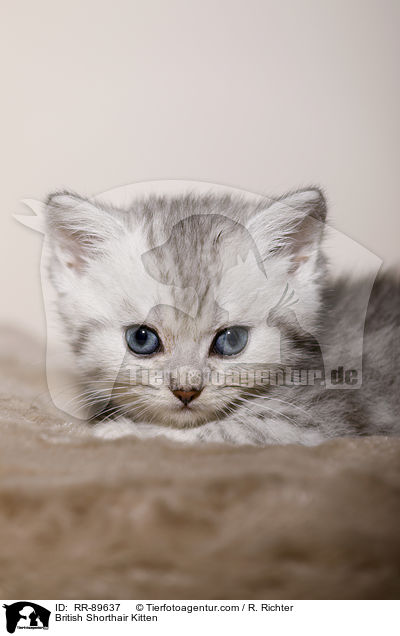 Britisch Kurzhaar Ktzchen / British Shorthair Kitten / RR-89637