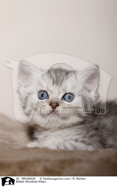 Britisch Kurzhaar Ktzchen / British Shorthair Kitten / RR-89638