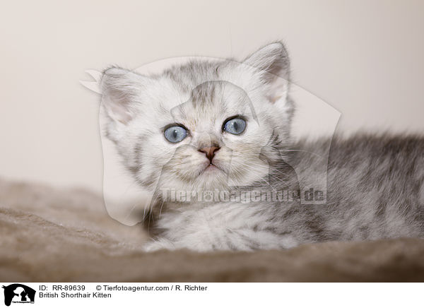 Britisch Kurzhaar Ktzchen / British Shorthair Kitten / RR-89639