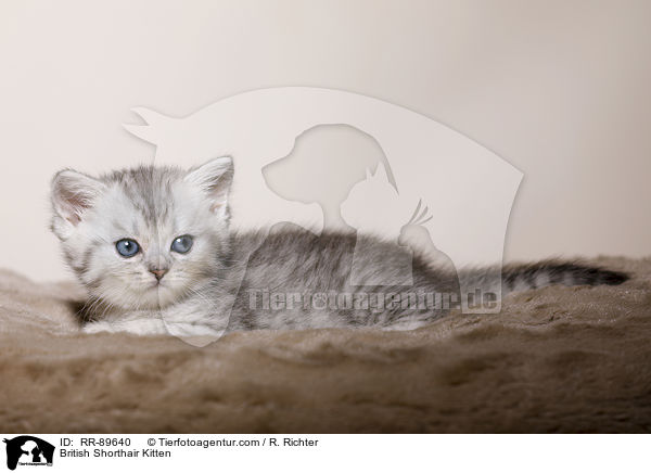 Britisch Kurzhaar Ktzchen / British Shorthair Kitten / RR-89640