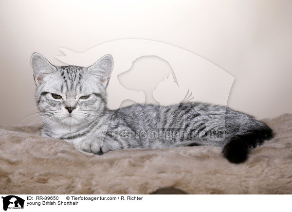 junge Britisch Kurzhaar / young British Shorthair / RR-89650