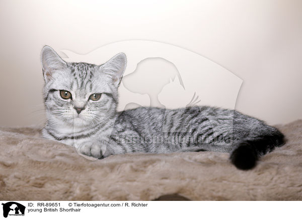 junge Britisch Kurzhaar / young British Shorthair / RR-89651