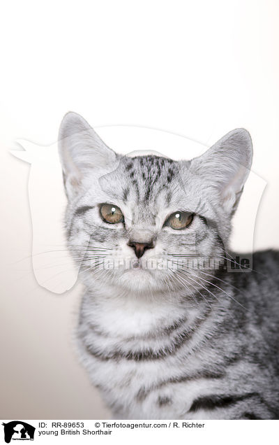 junge Britisch Kurzhaar / young British Shorthair / RR-89653