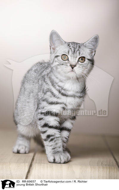 junge Britisch Kurzhaar / young British Shorthair / RR-89657