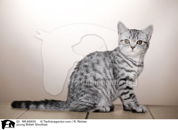 junge Britisch Kurzhaar / young British Shorthair / RR-89659