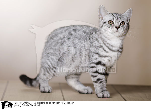 junge Britisch Kurzhaar / young British Shorthair / RR-89663