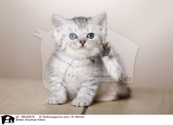 Britisch Kurzhaar Ktzchen / British Shorthair Kitten / RR-89676