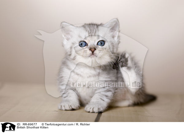 Britisch Kurzhaar Ktzchen / British Shorthair Kitten / RR-89677